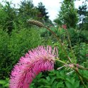 Sanguisorba obtusa fleur